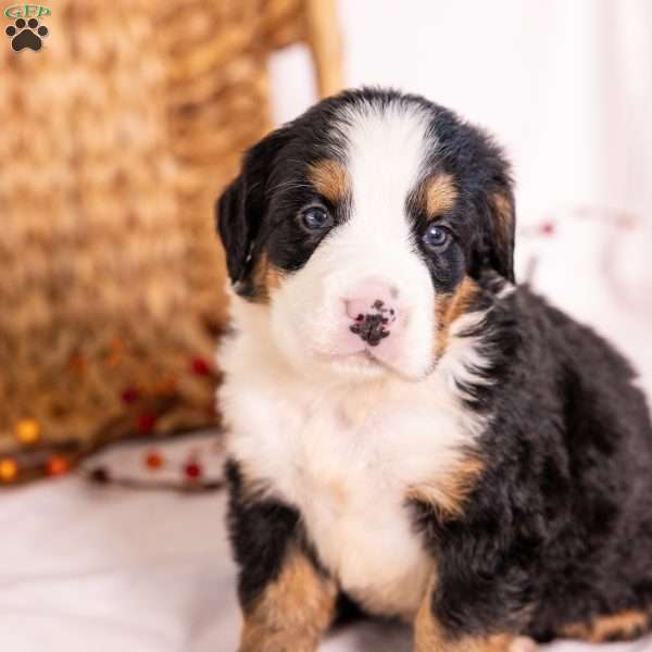 Ria, Bernese Mountain Dog Puppy